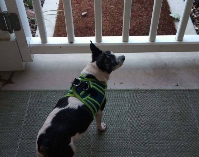 Bella's Online Pet Memorial | Morris Animal Foundation
